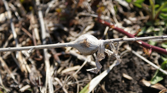 Goldenrod gall