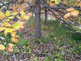 Oak Leaves Belong Under Oak Trees