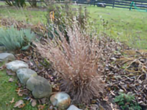 Little Bluestem in November