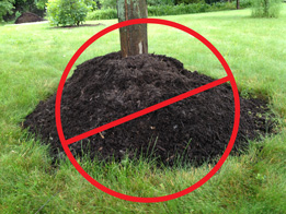 Do not create volcanoes or doughnuts of mulch around your trees.