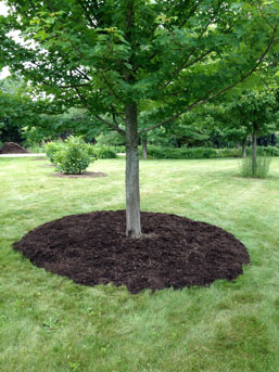 Apply mulch under trees out to the drip line and a few inches away from the trunk.