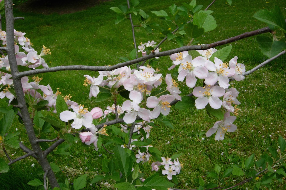 Native Crabapple